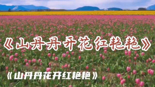 享誉世界的小号名曲《山丹丹开花红艳艳》、优雅而欢快.