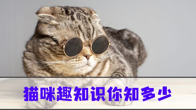 关于猫咪的4个趣知识,第一个竟然是它!