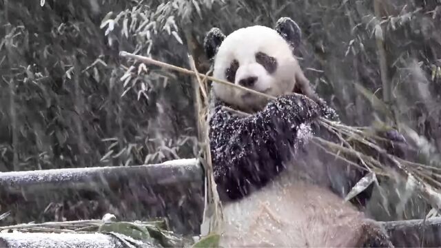 乐宝在雪中进食沦为雪熊