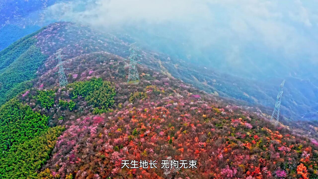 咸宁葛仙山樱花图片