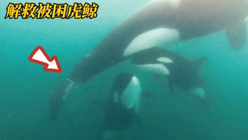 虎鲸被绳子缠住即将溺亡，幼崽努力托起母亲到海面呼吸，纪录片