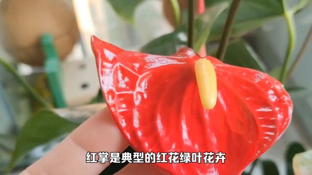 红掌是典型的红花绿叶花卉,喜庆吉祥,养好它只需记住这几个技巧