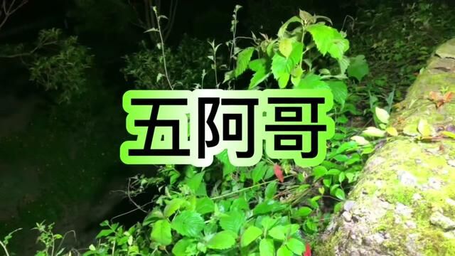 尖吻蝮 大名鼎鼎的五步蛇.我们这边叫蕲蛇,你们那边叫什么#五步蛇