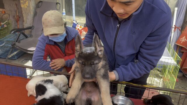 德牧犬忠实可靠服从性强,这也是好多老铁喜欢他的原因