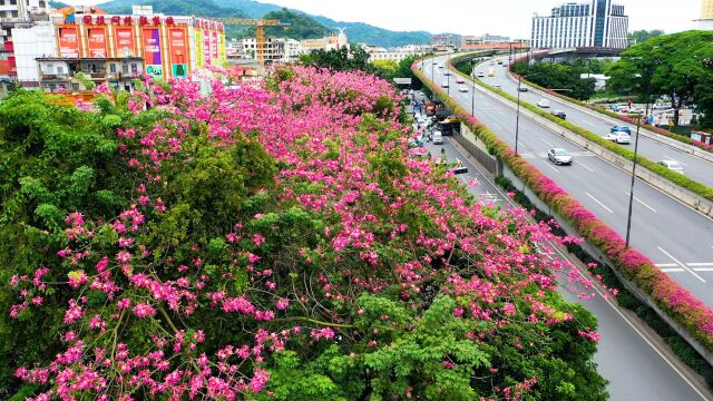 美爆!花开花城,广州秋日赏花地图来了