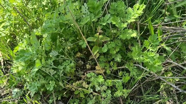 清明节青团已就位,野生艾草做青团,艾香浓郁软糯拉丝,太好吃了 #艾草 #青团咸甜争霸赛 #吃青团 #艾草糍粑 #青团子