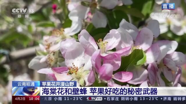 疏花采蜜春光美!跟随央视CCTV13【新闻直播间】看云南昭通85万亩漫山遍野的苹果花