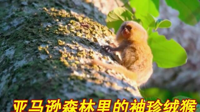 亚马逊森林里的袖珍绒猴