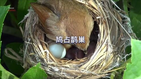 杜鹃鸟不会养育雏鸟，它会让其他的鸟帮助自己孵化卵和养育。