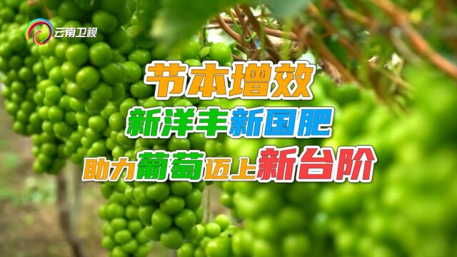 云南卫视《种植前线》节本增效,新洋丰新国肥,助力葡萄迈上新台阶