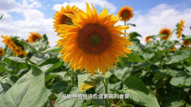 云南卫视《种植前线》第十一期——丰收“新”盛景