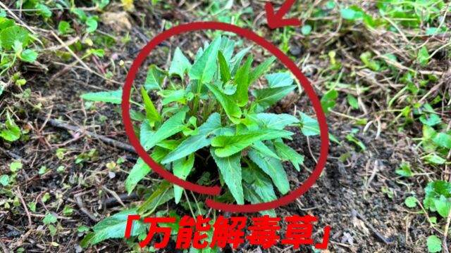 万能解毒草又叫“紫花地丁”,到底有啥好价值呢?城里人都不知道