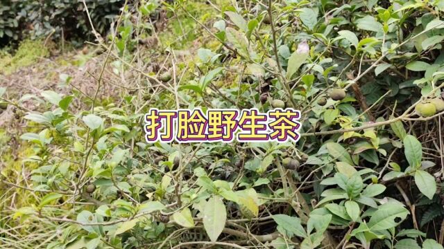 野茶,荒野茶,野生茶,自己来采,这里都没有人要的!