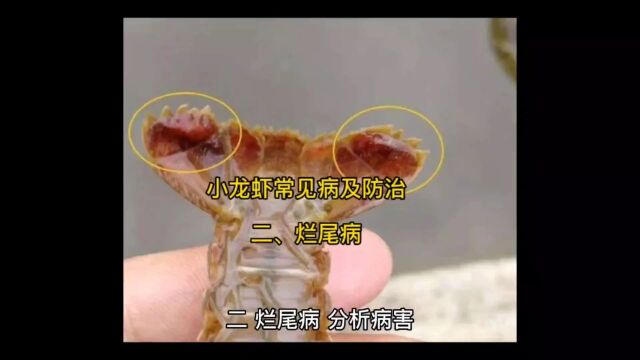 小龙虾烂尾病