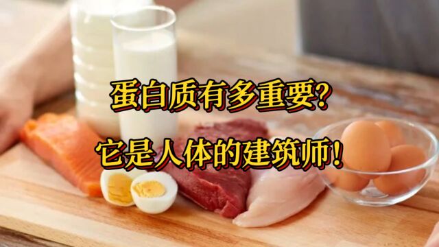 蛋白质有多重要?它是人体的建筑师!