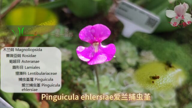 Pinguicula ehlersiae爱兰捕虫堇 #爱兰捕虫堇开花 #食虫植物 #园艺 #肉食植物捕食昆虫 #一日一植物科普