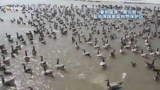 (春到陇原)肃北县盐池湾国家级自然保护区