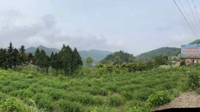 乡村振兴|亩产4000斤!带你实地探访石门黄花菜生长地