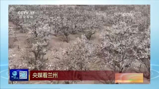 【兰州新闻】央视农业农村频道关注皋兰什川百年梨园花绽放