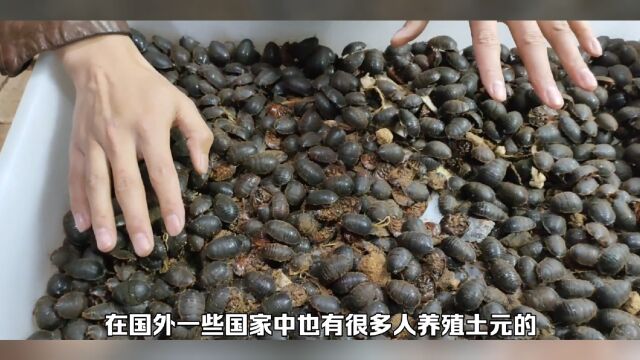 土元养殖到底能不能赚到钱,别再听人忽悠了,看完分析结果你就知道了