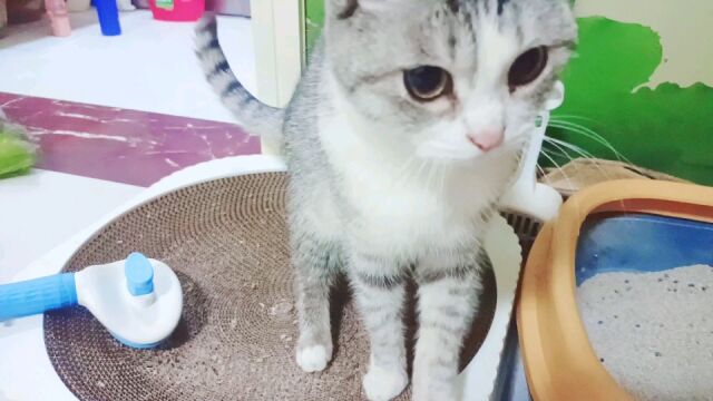 可爱的小猫咪