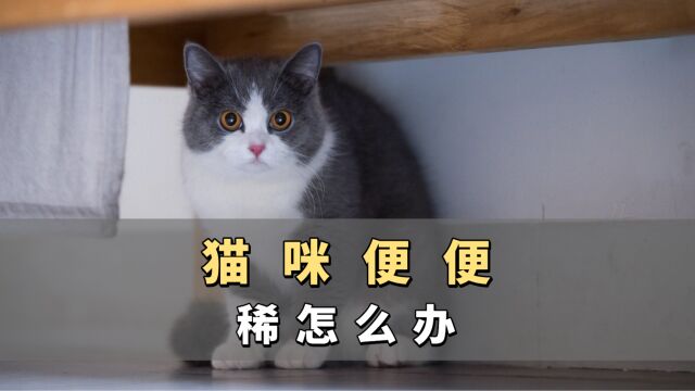 猫咪便便稀怎么办?这几个办法解决