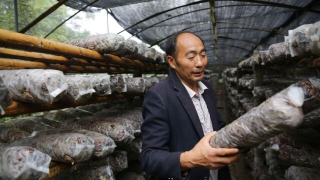 大山里的村支书:带领村民养羊种香菇,自己收入少了,村民挣得多了