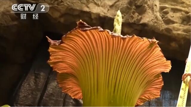 探访国家植物园”宝藏植物