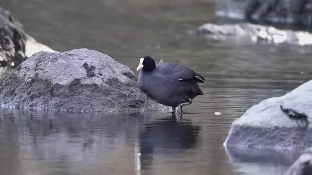 白骨顶鸡的日常 #我的摄影日记 #野生鸟类摄影