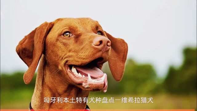 匈牙利本土特有犬种盘点(一)维希拉猎犬、库瓦茨犬、匈牙利牧羊犬