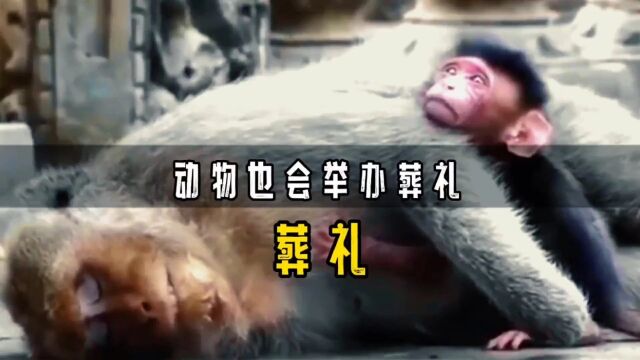 罕见一幕!动物也会举办葬礼:大象、黑猩猩、白鲸都会为死者送行