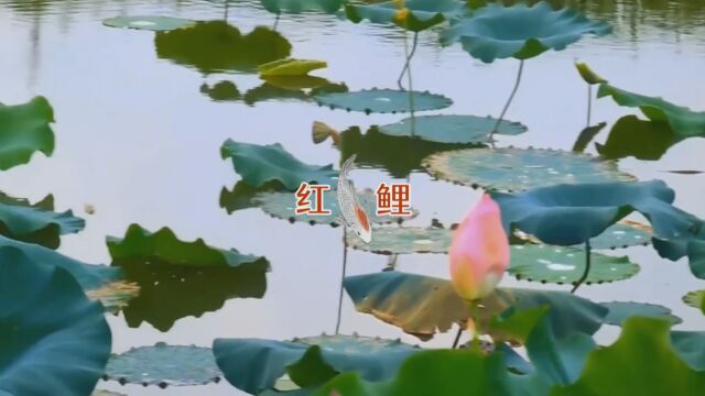 MV 《红鲤》 张津涤