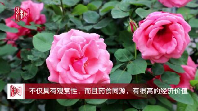 新邵县:500亩玫瑰花盛放 香飘资江河畔