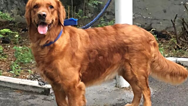 济南早已禁止饲养大型犬、烈性犬!90斤金毛跑起来小伙子都牵不住