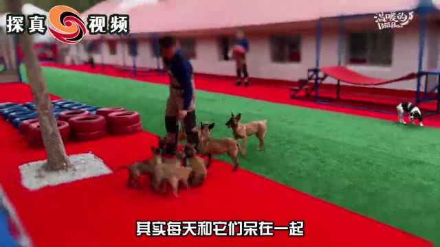 消防搜救犬“奶爸”程雨