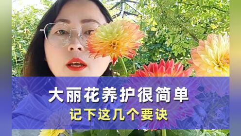 在家如何正确种植大丽花？今天给你详细讲解一下