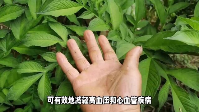 魔芋粘韧度超植物胶,对身体有哪些神奇作用