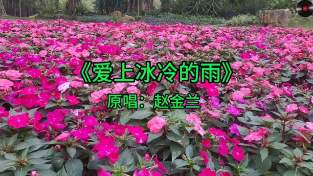 音乐欣赏《爱上冰冷的雨》