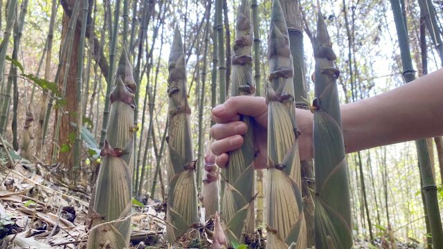 拔笋能放松心情?找到新竹林,满地都是小野笋,掰起来确实好解压