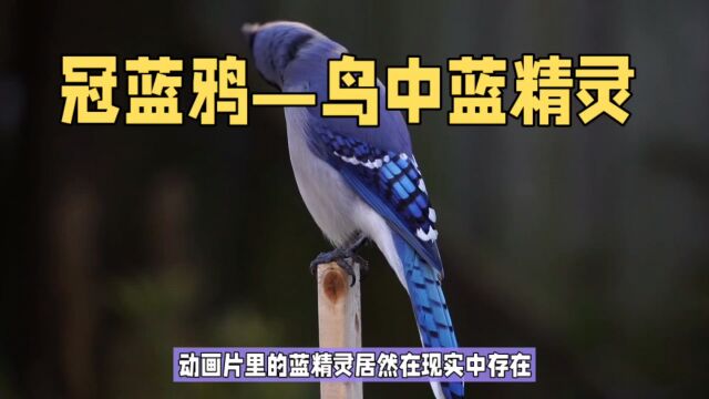 动物百科冠蓝鸦—鸟中蓝精灵