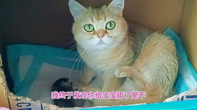 新晋猫妈终于学会舔犊子,孤独小帅猫每天来蹭饭,月子餐我都能吃