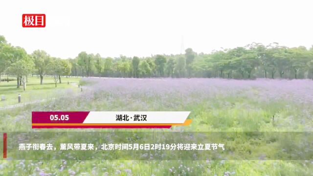 【视频】燕子衔春去,薰风带夏来 汉口江滩夏花盛放