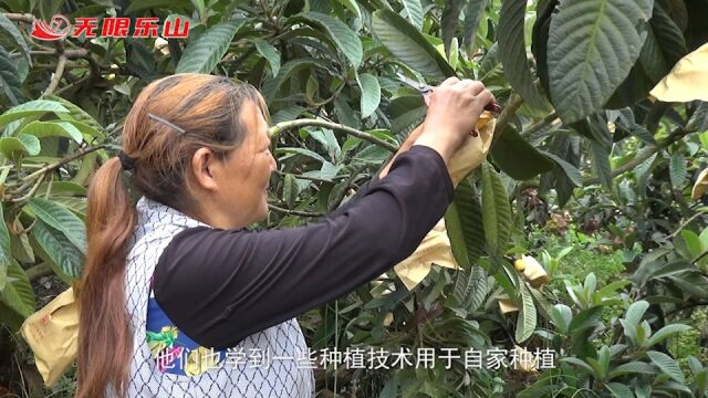 沙湾:枇杷丰收压枝头 果农致富甜心头