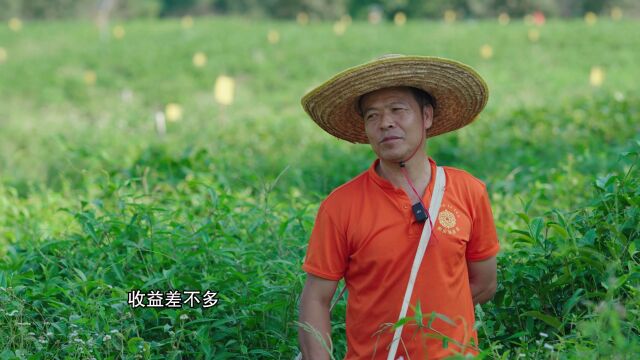 大湾区品质消费报告 | 英德红茶联农带农,品质出圈享誉全球.