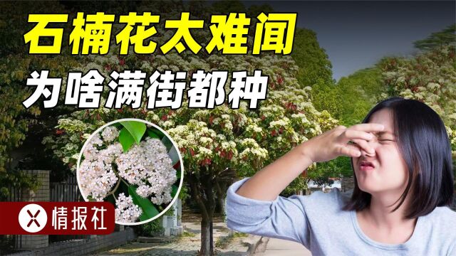 石楠花气味那么难闻,为啥还到处种?除了开花臭,几乎完美