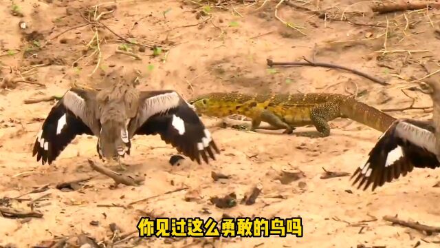 胆大包天的石鸻,张开翅膀拦鳄鱼!跟鳄鱼做邻居,还狐假虎威 #石鸻鸟 #鳄鱼