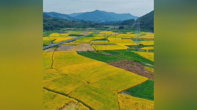 秋日限定梯田美景上线!40s一览韶关秋景