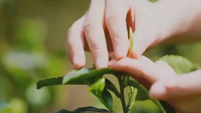 君山银针茶一年只采一季,4万颗鲜嫩芽头,才能制成500克干茶