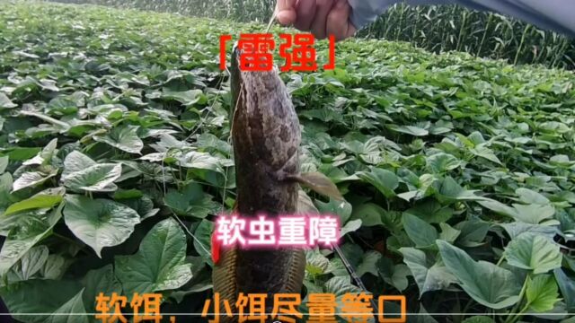 雷强19:把精力留给对的位置