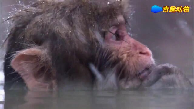 爱泡温泉的日本雪猴